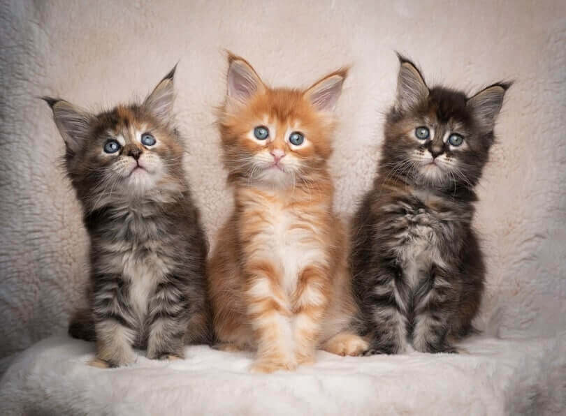 maine coon kittens for sale